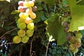 Fresh grapes in the vineyard Royalty Free Stock Photo