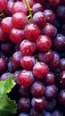 Fresh grapes with water droplets on isolated white background Royalty Free Stock Photo