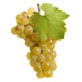 Fresh grapes of white wine Royalty Free Stock Photo