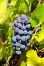 Fresh grapes in the wineyard Royalty Free Stock Photo