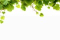 Fresh Grapevine Border Isolated on a White Background. created with Generative AI Royalty Free Stock Photo