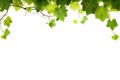 Fresh Grapevine Border Isolated on a White Background. created with Generative AI Royalty Free Stock Photo