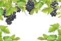 Fresh grapevine frame with black grapes