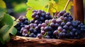fresh grapevine grape background