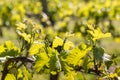 Fresh grapevine leaves and tendrils in vineyard in springtime