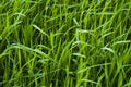 Fresh grass Royalty Free Stock Photo