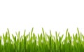 Fresh grass Royalty Free Stock Photo