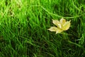 Fresh Grass Royalty Free Stock Photo