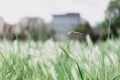 Fresh grass against green background. Spring time Royalty Free Stock Photo