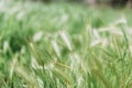 Fresh grass against green background. Spring time Royalty Free Stock Photo