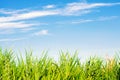 Fresh grass on and blue sky. landscape. beautiful view. nature, environment. background for design. selective focus Royalty Free Stock Photo