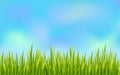 Fresh grass border with blue sky background. Golf field decoration element.