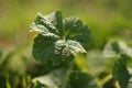 Fresh grass burdock growing in a spring garden, close-up, selective focus Royalty Free Stock Photo