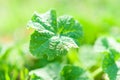 Fresh grass burdock growing in a spring garden Royalty Free Stock Photo