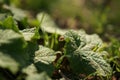 Fresh grass burdock growing in the spring garden, ladybug crawling on a green leaf Royalty Free Stock Photo