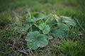 Fresh grass burdock growing in the spring garden, selective focus, side view Royalty Free Stock Photo