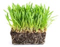 Fresh grass for cats  avena sativa Royalty Free Stock Photo