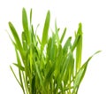 Fresh grass for cats (avena sativa Royalty Free Stock Photo