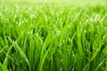 Fresh grass with dew drops Royalty Free Stock Photo