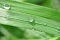 Fresh grass with dew drops