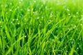 Fresh grass with dew drops close up as natural background Royalty Free Stock Photo