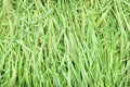 Fresh grass with dew drops close up. High resolution photo Royalty Free Stock Photo