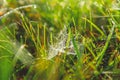 Spider web in grass at sunrise, dew drops Royalty Free Stock Photo