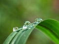 Fresh grass with dew drops and Sun beams Royalty Free Stock Photo