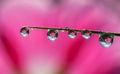 Fresh grass with dew drops and Sun beams Royalty Free Stock Photo