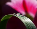 Fresh grass with dew drops and Sun beams Royalty Free Stock Photo