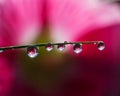 Fresh grass with dew drops and Sun beams Royalty Free Stock Photo