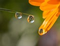 Fresh grass with dew drops and Sun beams Royalty Free Stock Photo