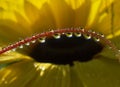 Fresh grass with dew drops and Sun beams Royalty Free Stock Photo