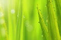 Fresh grass with dews Royalty Free Stock Photo