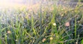 Fresh grass with dews in morning