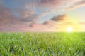Fresh Grass with drops of dew overlooking colorful sky and sun a Royalty Free Stock Photo