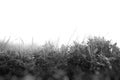 Fresh grass on ground layer landscape with blank sky background