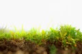 Fresh grass on ground layer landscape with blank sky background