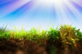 Fresh grass on ground layer landscape with light leak background