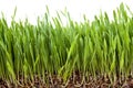 Fresh grass growing vermiculite