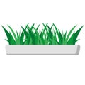 Fresh grass grows in indoor white long pot isolated Royalty Free Stock Photo