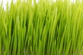 Fresh grass isolated on white