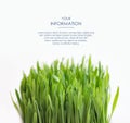 Fresh grass isolated on white background. Green border. Spring leaves. Web article template. Long header banner format. Royalty Free Stock Photo