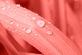 Fresh Grass Leaf after Rain with Water Drops in Trendy Living Coral Color. Botanical Nature Background. Background Wallpaper Royalty Free Stock Photo