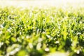 Fresh grass with morning dew drops close up view. Royalty Free Stock Photo