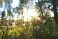 Fresh grass and narcissus flowers growing in the forest at spring Royalty Free Stock Photo