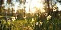 Fresh grass and narcissus flowers growing in the forest at spring Royalty Free Stock Photo