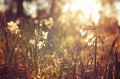 Fresh grass and narcissus flowers growing in the forest at spring Royalty Free Stock Photo