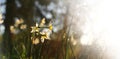 Fresh grass and narcissus flowers growing in the forest at spring Royalty Free Stock Photo