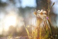 Fresh grass and narcissus flowers growing in the forest at spring Royalty Free Stock Photo